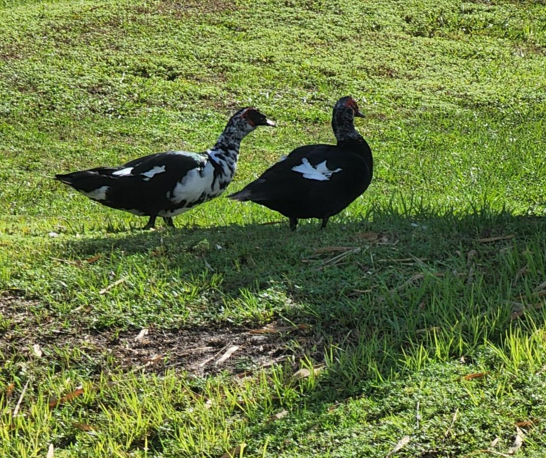 Hotel Quails Nest Cape Coral Zewnętrze zdjęcie